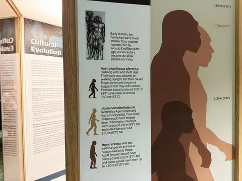 Cultural evolution museum display showing human evolution silhouettes and s.. 库存照片