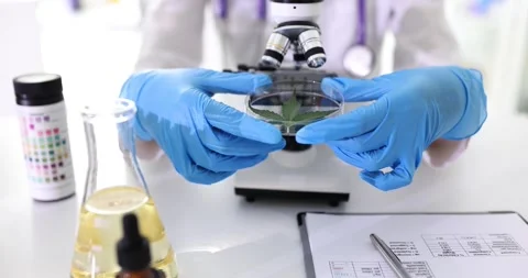 Culture scientist specialist with documents checking green leaf of hemp plant in Video stock 252439428