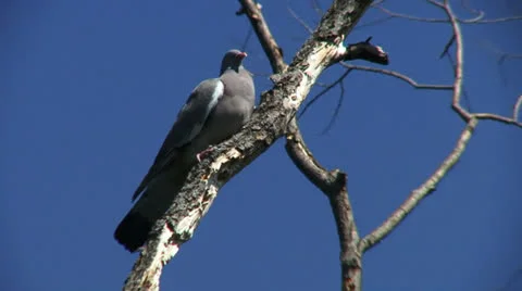 Culver 1 Stock Footage 25180601