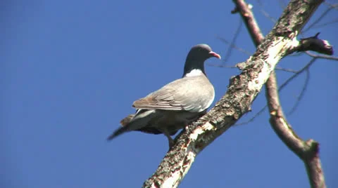 Culver Stock Footage 25180045