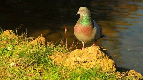 Culver in love Stock Footage 35937470