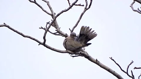 Culver on a tree Video stock 46828540