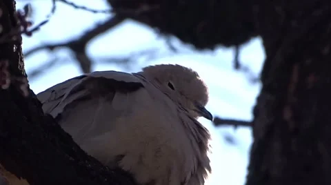 Culver on a tree Stock Footage 48372304
