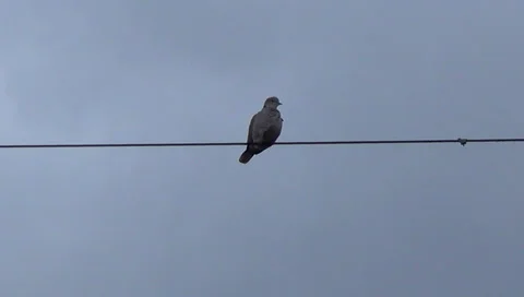 Culver on the wire 스톡 동영상 37587862