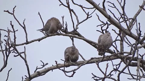 Culvers on a tree Stock Footage 46828242