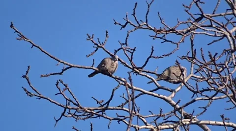 Culvers on a tree Stock Footage 47194951