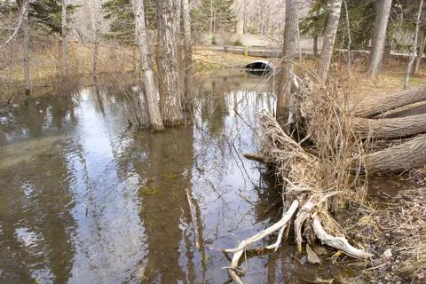 Culvert Pipe Under Road From Stream Oxbow in Park Stock Photos