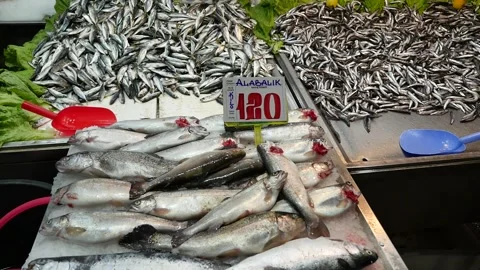 CUMA HATİPOĞLU 動画素材 267428096