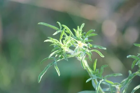 Cuman ragweed closeup view with selective focus on foreground Stock Photos