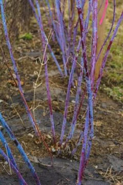Cumberland raspberry branches in spring, black sweet raspberry. Stock-Fotos