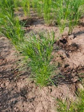 Cumin Crop Field, fresh plant of Cumin seeds farm, growing in agricultural Foto stock