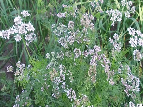 Cumin crop plant bloom Stock Footage 75052237