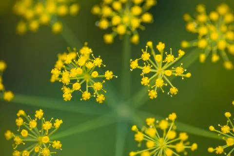 Cumin Flower 写真素材