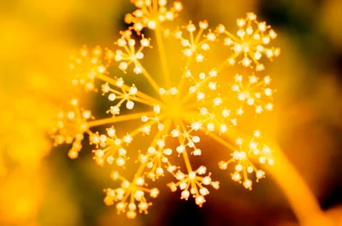 CUMIN FLOWERS Stock Photos