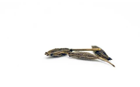 Cumin isolated seeds Stock Photos
