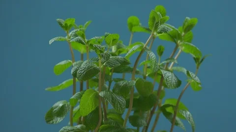 Cumin Leaves Stock Footage 97058904
