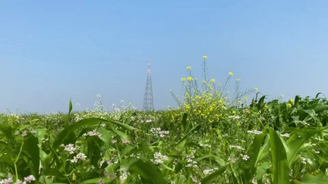 Cumin, Mustard, and Corn Growing in Multicropped Field with Electricity Tower Stock-Footage 341486210