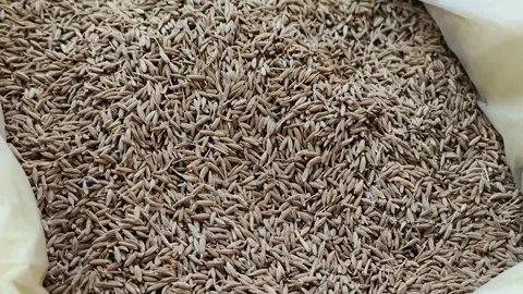 Cumin Seeds Close Up Texture in Open Sack Stock Footage 330279057