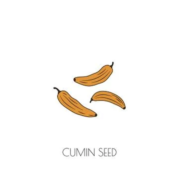 Cumin seeds icon Stock Illustration