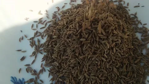 Cumin seeds or jeera Video stock 226970656