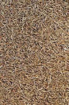 Cumin seeds Foto stock