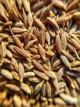 Cumin Seeds Stock Photos