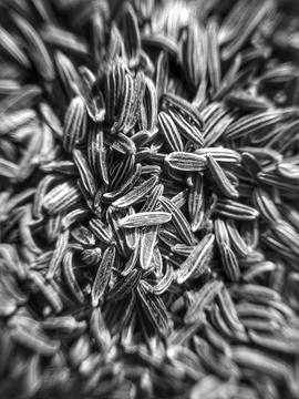 Cumin Seeds Stock Photos