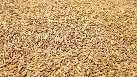 Cumin seeds rotating full frame background, side view looped spinning Video stock 276530406