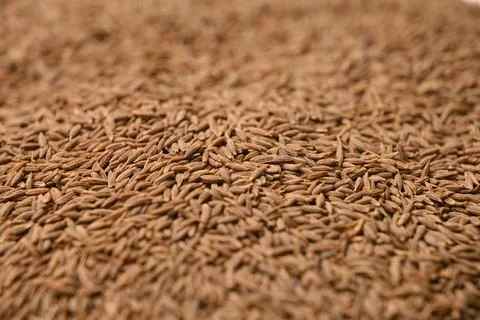 Cumin Seeds Texture with Defocus Background Macro Spice Food Photography Stock Photos