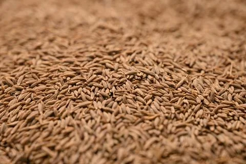 Cumin Seeds Texture with Defocus Background Macro Photography Fotos de archivo