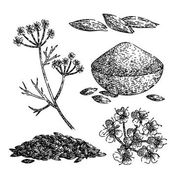 Cumin set sketch hand drawn vector Illustrazione stock