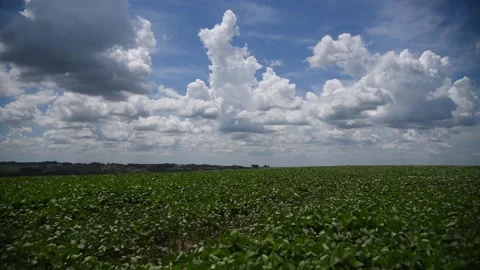 Cumulonimbus clouds over a large soybean plantation in the development stage Stock Footage 147871380