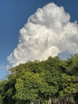 Cumulus cloud over green trees Stock Photos