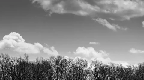 Cumulus Cloud Time lapse BW Above the Treeline Video stock 37748675