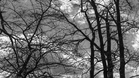 Cumulus Cloud Time lapse BW Through Trees Video stock 37771607