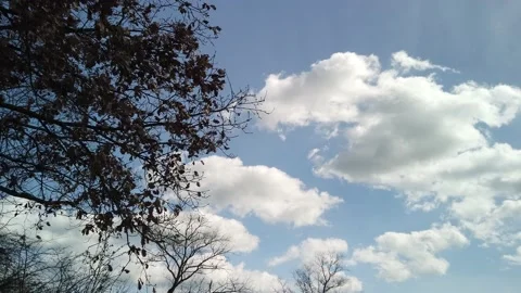 Cumulus clouds in the blue sky wind 4k - Nuvole nel cielo blu con vento e albero Stock Footage 235196483