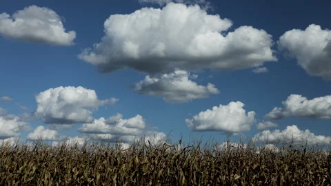 Cumulus Clouds Cornfield time lapse Stock Footage 345080286