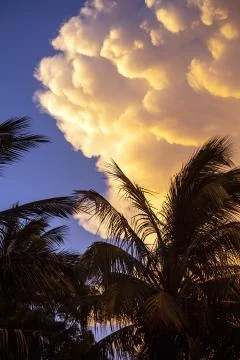 Cumulus clouds of during sunset on a background of palm trees. Stock Photos