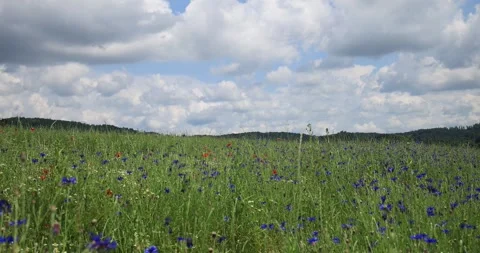 Cumulus clouds over the cornflower field Stock Footage 243384257