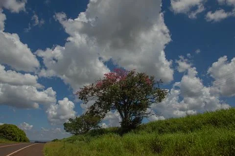 Cumulus clouds over a road and a tree with colorful flowers Stock Photos