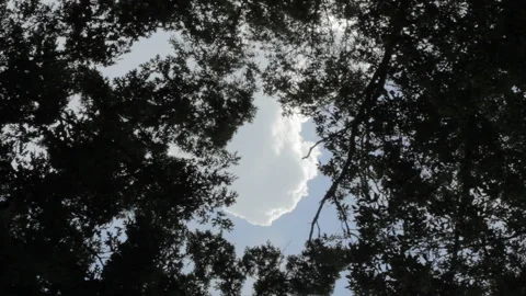 Cumulus thunderstorm white fluffy cloud enter frame through the tree line Stock Footage 209549138