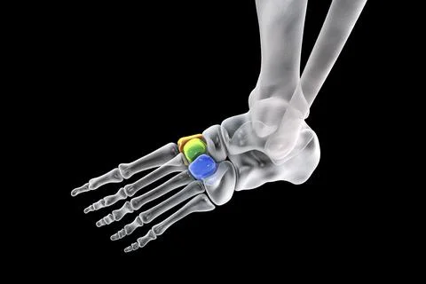 Cuneiform bones of the foot, 3D illustration Stock Illustration