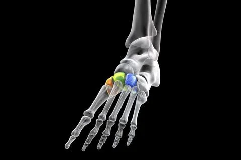 Cuneiform bones of the foot, 3D illustration Illustrazione stock
