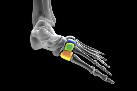 Cuneiform bones of the foot, 3D illustration Stock Illustration
