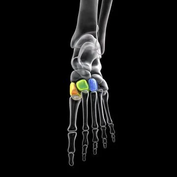 Cuneiform bones of the foot, 3D illustration Stock Illustration