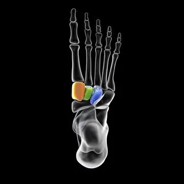 Cuneiform bones of the foot, 3D illustration Stock Illustration