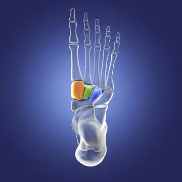 Cuneiform bones of the foot, 3D illustration Stock Illustration
