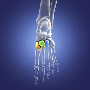 Cuneiform bones of the foot, 3D illustration Stock Illustration