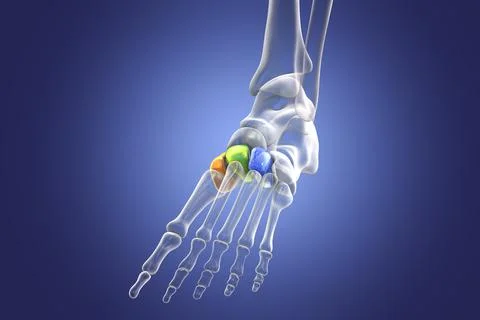 Cuneiform bones of the foot, 3D illustration Stock Illustration