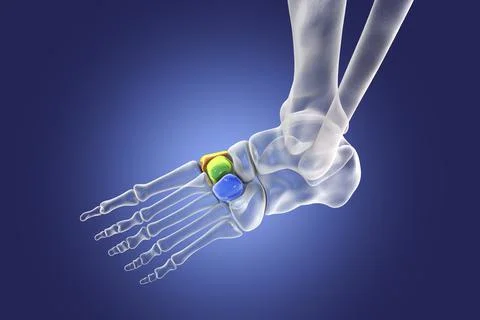 Cuneiform bones of the foot, 3D illustration Stock Illustration
